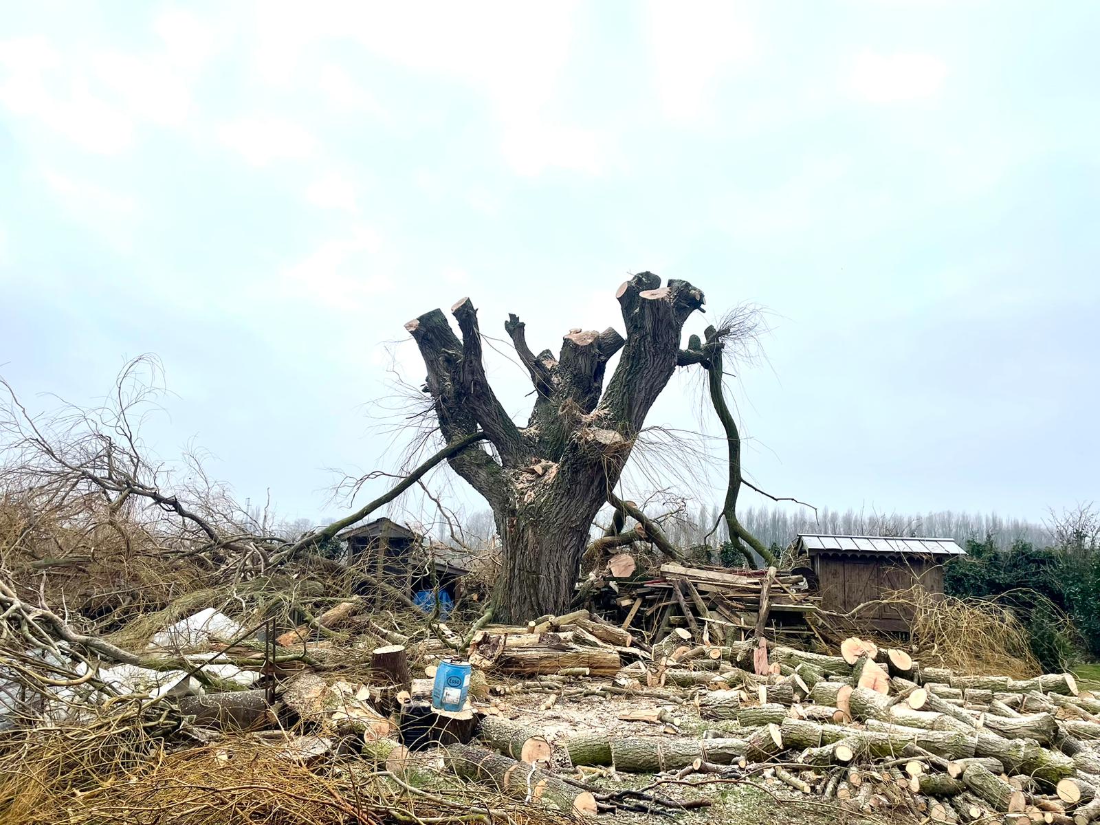 Abattage et élagage d'arbres